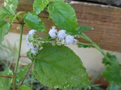 Ageratum conyzoides