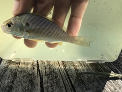Leiostomus xanthurus
