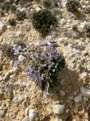 Limonium vulgare
