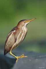 Ixobrychus exilis