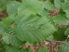 Aceria tenella
