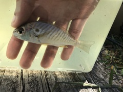 Leiostomus xanthurus