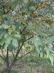 Elaeagnus