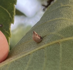 Caryomyia caryaecola