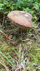 Leccinum scabrum