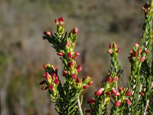 Image of Passerina obtusifolia by (c) Ren Hoekstra, some rights reserved (CC BY)