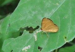 Tegosa anieta luka