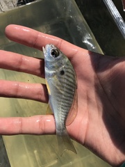 Leiostomus xanthurus