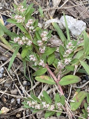 Euphorbia humistrata