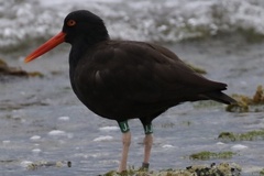 Haematopus bachmani
