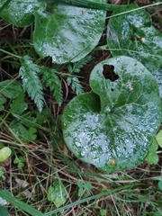 Asarum europaeum