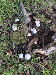 Leucocoprinus cepistipes