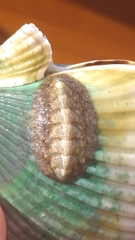 Acanthochitona pygmaea