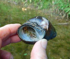 Cipangopaludina chinensis