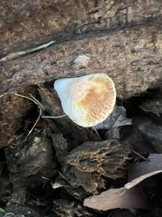 Leucocoprinus cepistipes