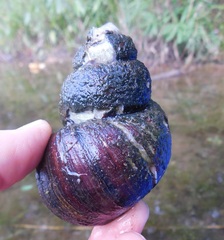 Cipangopaludina chinensis