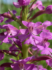 Platanthera psycodes