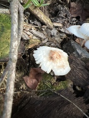 Leucocoprinus cepistipes