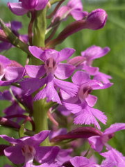 Platanthera psycodes