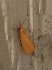 Virbia aurantiaca