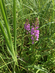 Platanthera psycodes