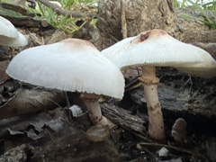 Leucocoprinus cepistipes