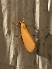 Virbia aurantiaca