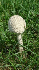 Saproamanita thiersii