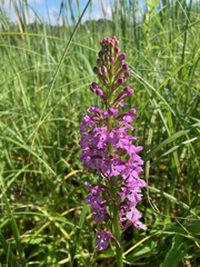 Platanthera psycodes