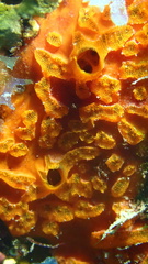 Placospherastra