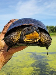 Emydoidea blandingii