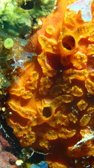 Placospherastra