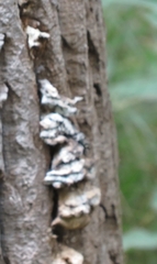 Rigidoporus populinus