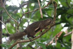 Callosciurus notatus