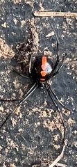 Latrodectus