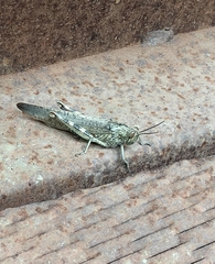 Anacridium aegyptium