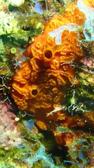 Placospherastra