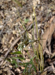 Pterostylis recurva