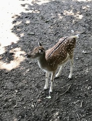 Dama