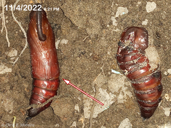 Cocytius antaeus