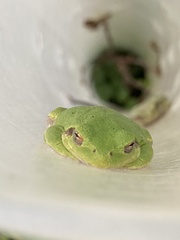 Hyla versicolor