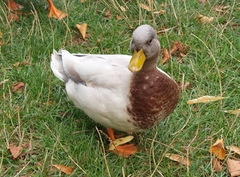 Anas platyrhynchos domesticus