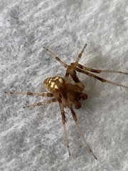 Araneus thaddeus