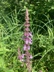 Stachys palustris