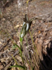 Pterostylis recurva