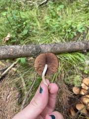 Psathyrella piluliformis