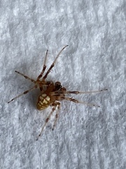 Araneus thaddeus