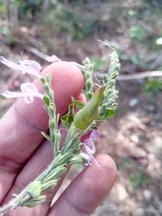 Hypoestes