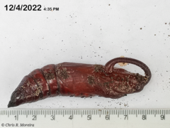 Cocytius antaeus