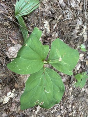 Trillium undulatum